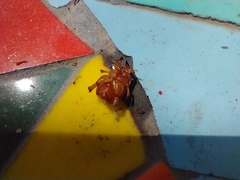 Scaptocoris castaneus