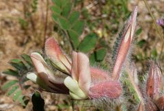 Astragalus rubromarginatus