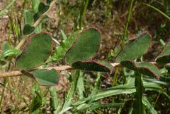 Astragalus rubromarginatus