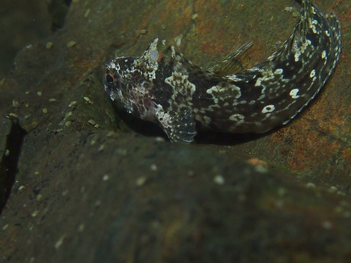 Bay Blenny