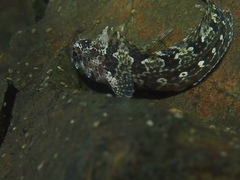 Bay Blenny photo 5