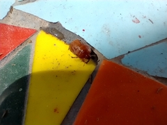 Scaptocoris castaneus