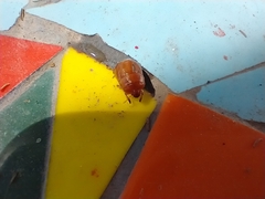 Scaptocoris castaneus
