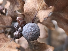 Andricus caliciformis