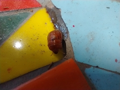 Scaptocoris castaneus