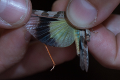 Trimerotropis californica