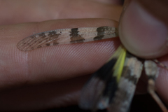 Trimerotropis californica