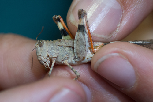 Strenuous Grasshopper photo 4