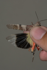 Trimerotropis melanoptera