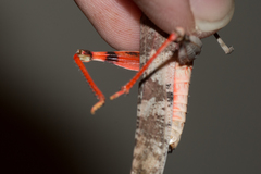 Trimerotropis melanoptera