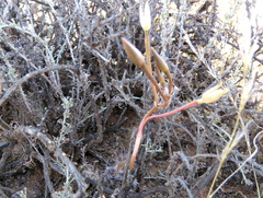 Anacampseros filamentosa