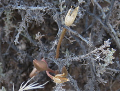 Anacampseros filamentosa