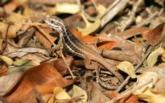 Leiocephalus cubensis