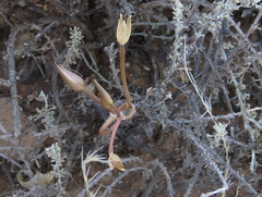 Anacampseros filamentosa