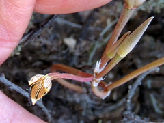 Anacampseros filamentosa