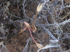 Anacampseros filamentosa