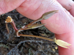 Anacampseros filamentosa