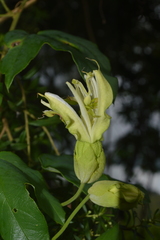 Passiflora setacea
