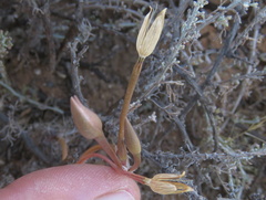 Anacampseros filamentosa