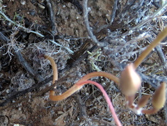 Anacampseros filamentosa
