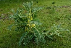Astragalus sieversianus