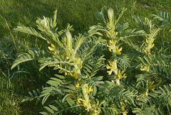 Astragalus sieversianus
