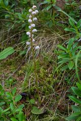 Pyrola media