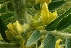 Astragalus sieversianus