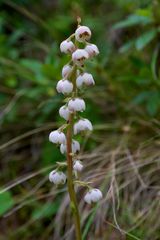 Pyrola media