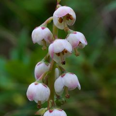Pyrola media