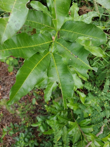 Image of Exothea paniculata by (c) Tom Field, some rights reserved (CC BY)