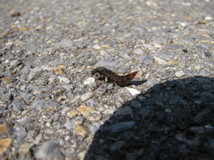 Platydracus mysticus