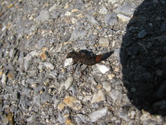 Platydracus mysticus