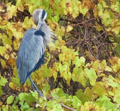 Ardea herodias