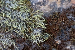 Scleropodium cespitans