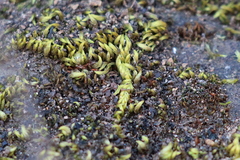 Scleropodium cespitans