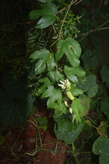 Passiflora setacea