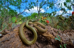 Coluber constrictor oaxaca