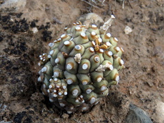 Euphorbia braunsii