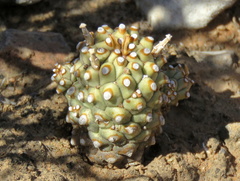 Euphorbia braunsii