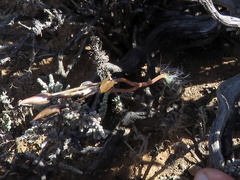 Anacampseros filamentosa