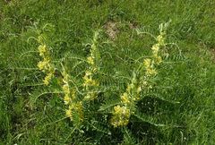 Astragalus sieversianus