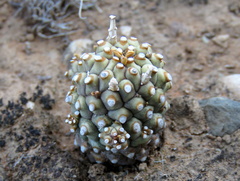 Euphorbia braunsii