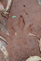 Hydrochoerus hydrochaeris