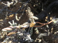 Anacampseros filamentosa