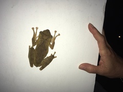 Polypedates cruciger