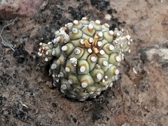 Euphorbia braunsii