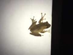 Polypedates cruciger