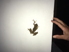 Polypedates cruciger