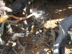 Anacampseros filamentosa